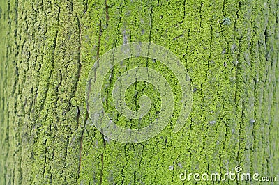 Texture of green old mossy tree bark Stock Photo