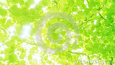 Texture of green tree leaves. Stock Photo