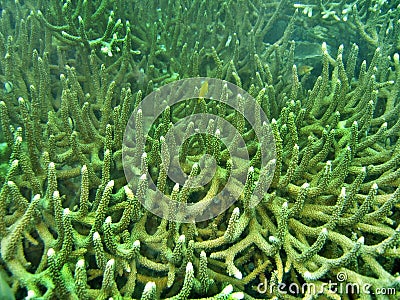 Texture - Hard Coral Stock Photo