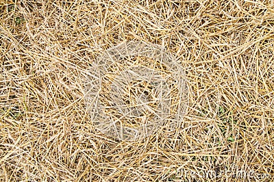 Texture hay closeup in color. Stock Photo