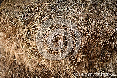 Texture hay closeup in color. Fodder for livestock Stock Photo