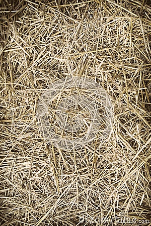 Texture hay closeup in color. Stock Photo