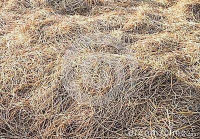 Texture hay closeup in color Stock Photo