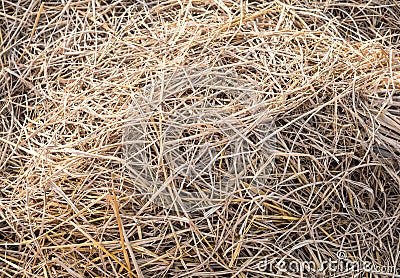 Texture hay closeup in color Stock Photo