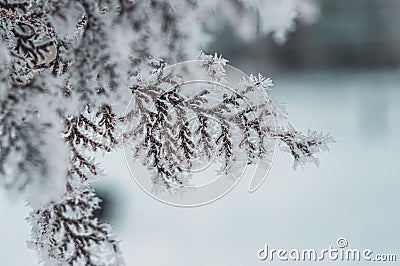 Texture of hoarfrost on branches of thuja. Macro Stock Photo