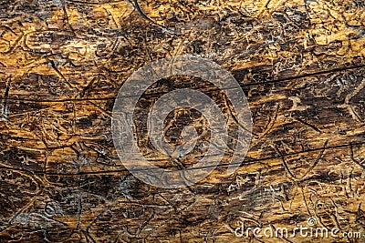 Texture of Insect Trails In Fallen Log Stock Photo