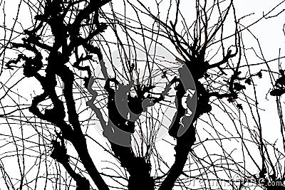 Texture. Isolant on white background. black white silhouette. graphics. tree branches Stock Photo