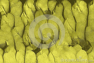 Texture of jackfruits as found in asia Stock Photo