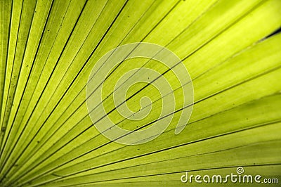 Texture leaf Stock Photo