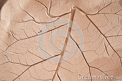 Texture of the leaf at the future plate after imprinting at it real plant Stock Photo