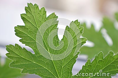 Texture leaf geranium Stock Photo