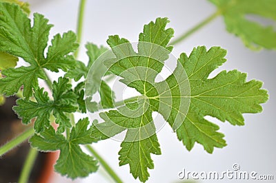 Texture leaf geranium Stock Photo