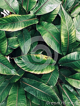 Texture leaf Stock Photo