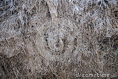 Texture of lifeless river dried river bed Stock Photo