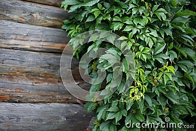 Texture log wall covered with grapes Stock Photo