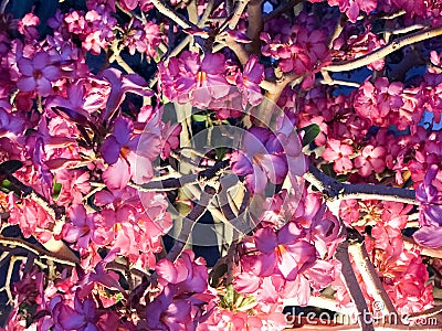 Texture of many small beautiful tender violet red flowers of bushes plants with petals and branches brightly glowing at night Stock Photo