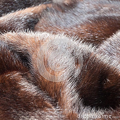 texture. Mink fur. mink coat Stock Photo