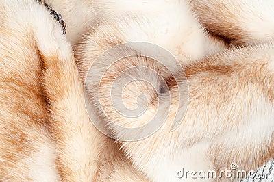 texture. Mink fur. mink coat Stock Photo