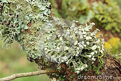 Texture of moss, lichen Stock Photo