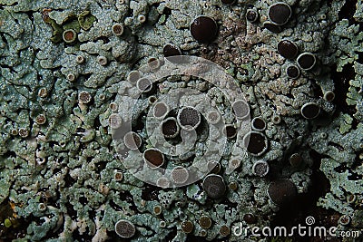 Texture moss Stock Photo
