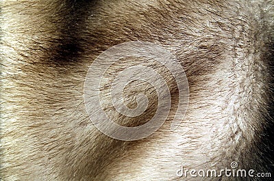 Texture natural fluffy fur wild animal mink Stock Photo