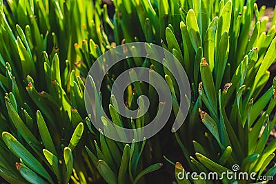 Texture of natural vegetation, spring photo Stock Photo