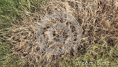 Texture ofDry grasses, the beauty that nature creates all around us. Stock Photo