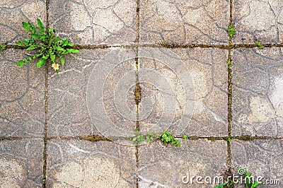 The texture of the old concrete tiles with a pattern, a flower of dandelion sprouted through concrete Stock Photo