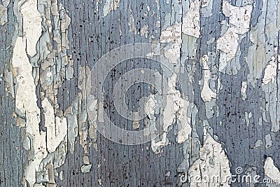 Texture of old dark grey wooden wall with cracking white paint Stock Photo