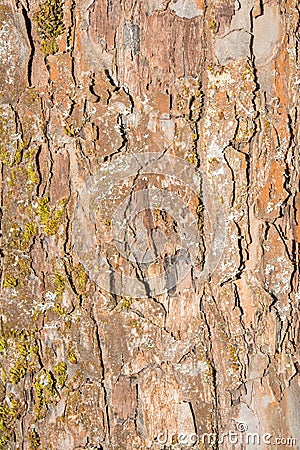 Texture of old peeling birch bark partially covered with moss or fungus, abstract background Stock Photo