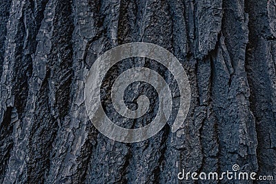 texture of old tree bark. abstract photo of wooden tree bark Stock Photo