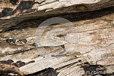 Old wood texture. A tree brought by a storm. Abstract background. Stock Photo