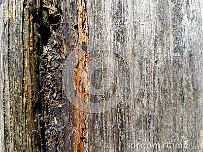 Texture of old weathered wood Stock Photo