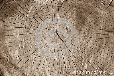 Texture of old wood with annual rings. Natural background Stock Photo