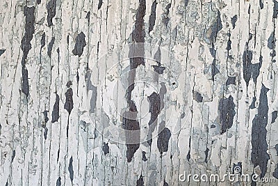 Texture of old wooden wall with cracking white paint Stock Photo