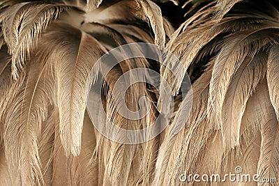 Texture of ostrich plumage Stock Photo