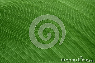 The texture and pattern of green leaf for the background Stock Photo