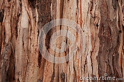 Texture and pattern of a large eucalyptus tree Stock Photo