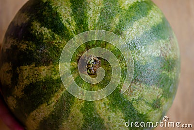 The texture of the peel of watermelon. green watermelon bark. Stock Photo