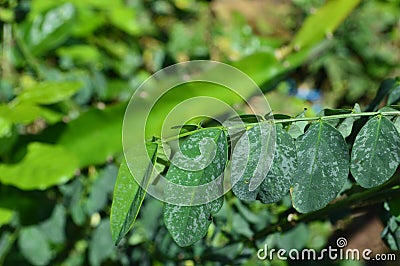 Texture and photos of green leaves in a tropical climate Stock Photo