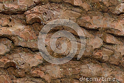 The texture of pine bark, spruce or pine in the forest Stock Photo