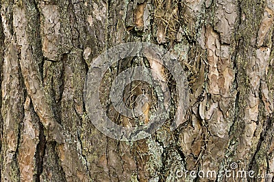 Texture of pine bark. Tree or pine in the forest. Background of tree bark Stock Photo