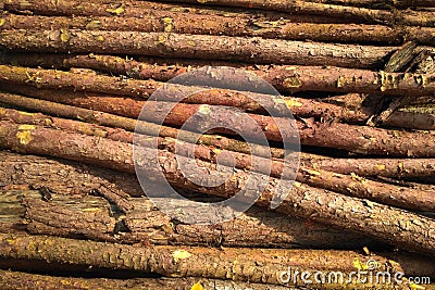 Texture of pine three logs. natural wooden background Stock Photo