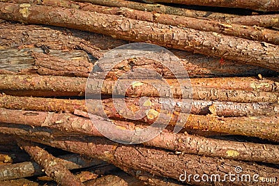 Texture of pine three logs. natural wooden background Stock Photo