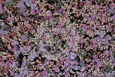 Texture of pink floral wall in the interior Stock Photo