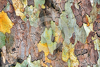 Texture of platanus tree bark Stock Photo