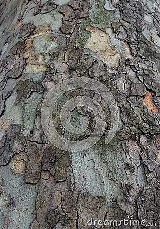 The texture of the Platanus tree`s bark Stock Photo