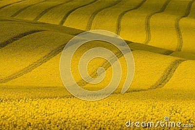Texture With Rape.Yellow Wavy Rapeseed Field With Stripes. Corduroy Summer Rural Landscape In Yellow Tones.Yellow Rapeseed Field Stock Photo