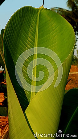 The texture of a rolled banana leaf, the background of the sky is blue Stock Photo