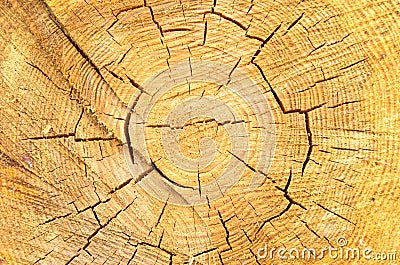 Texture of a saw cut of a log. The sawn tree and its year rings. Stock Photo